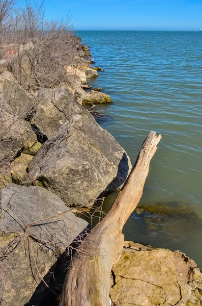 Kustlandskap Döda Trädet Vid Sjön Erie Ohio Usa — Stockfoto