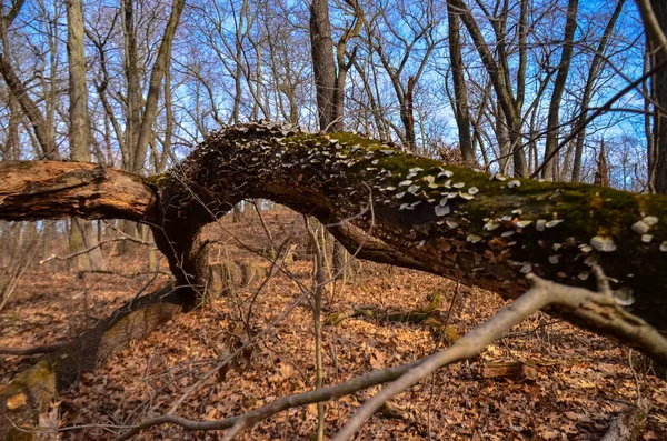 Uma Grande Árvore Morta Seca Uma Grande Duna Areia Parque — Fotografia de Stock