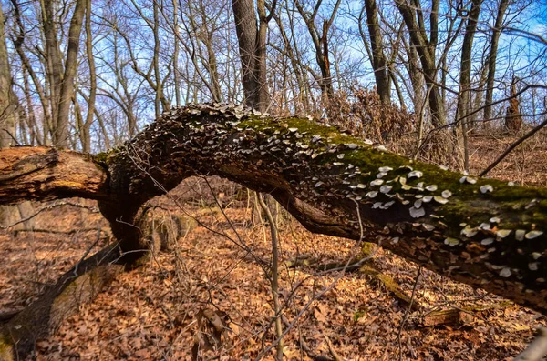 Uma Grande Árvore Morta Seca Uma Grande Duna Areia Parque — Fotografia de Stock
