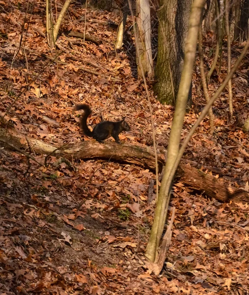 Svart Ekorre Ett Torrt Träd Stor Sanddyn Nationalpark Indiana Dunes — Stockfoto