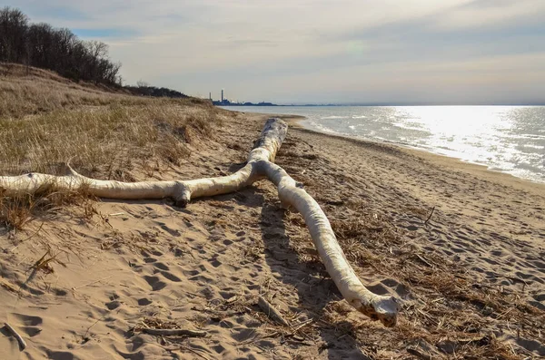 Indiana Dunes Ulusal Lakeshore, Usa 'da büyük ölü bir ağacın gövdesi.