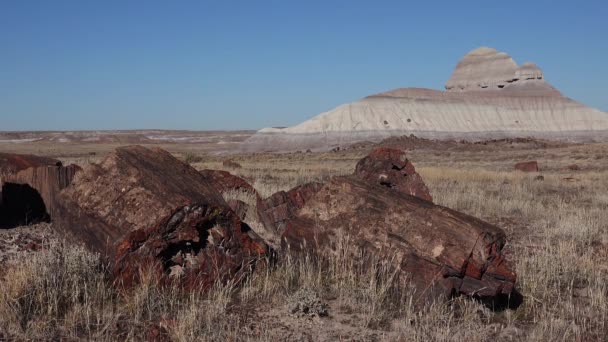 Taşlaşmış Ağaç Gövdeleri Çok Renkli Mineral Kristalleri Taşlaşmış Orman Ulusal — Stok video