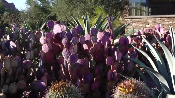 Diferentes Tipos Cactus Pera Espinosa Agava Ferocactus Jardín Botánico Phoenix — Vídeos de Stock