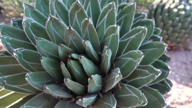 Yapraklarında beyaz çizgiler olan büyük bir agave. Arizona Phoenix Botanik Bahçesi