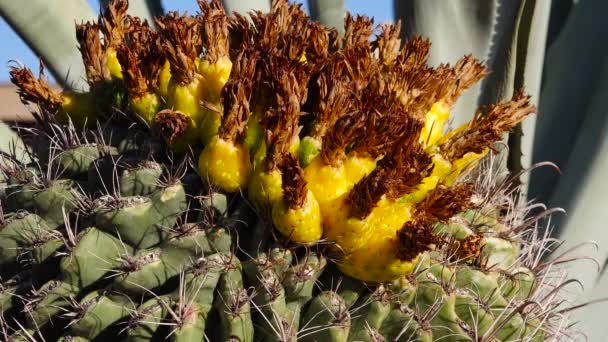 Желтые Фрукты Семенами Вершине Большого Кактуса Ferocactus Аризона Сша — стоковое видео