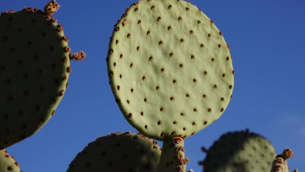 Cacti Opuntia Macrocentra Проти Блакитного Неба Арізона Уса — стокове відео