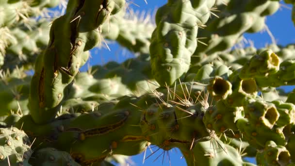 Kaktusz Cane Chola Cylindropuntia Spinosior Kék Égbolton Arizona Amerikai Egyesült — Stock videók