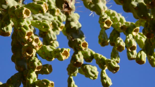 Een Cactus Cane Chola Cilindropuntia Spinosior Een Achtergrond Van Blauwe — Stockvideo