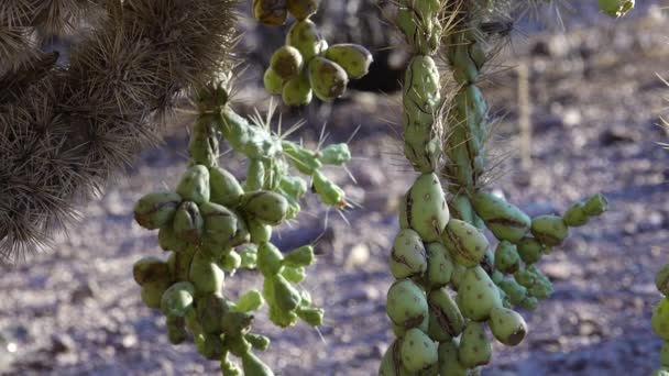 サボテン 青い空を背景に種子を持つ果物Cane Chola Cylinindropuntia Spinosior アリゾナ州 アメリカ — ストック動画