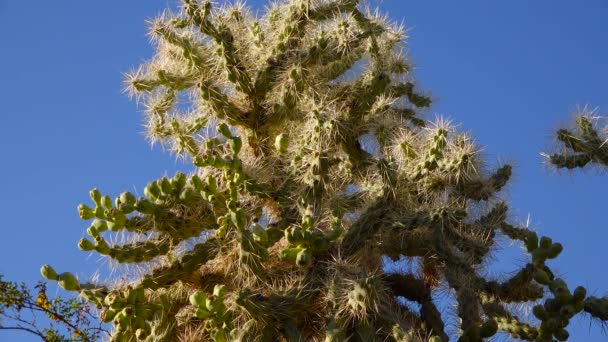 仙人掌在蓝天的背景下 金丝雀科拉圆柱形花冠 美国亚利桑那州 — 图库视频影像