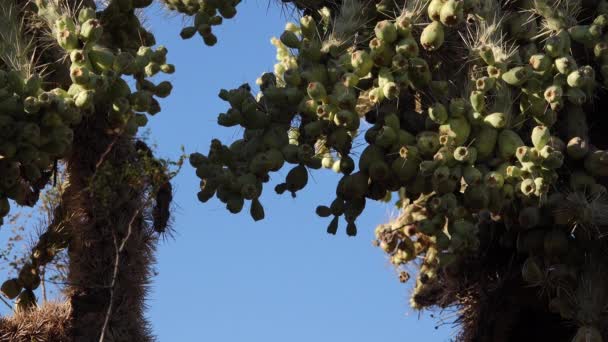 Кактус Cane Chola Cylindropuntia Spinosior Тлі Синього Неба Арізона Сша — стокове відео