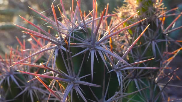 Kaktüs Grusonia Kunzei Uzun Kaktüs Dikenleri Kapanır Arizona — Stok video