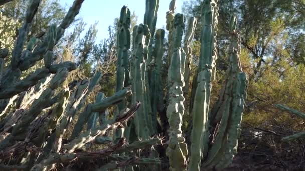 Skupina Kaktusů Cereus Arizoně Botanická Zahrada Phoenix — Stock video