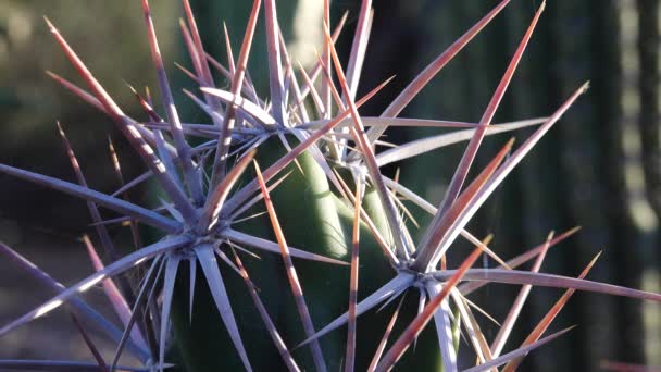 Cacti Grusonia Kunzei Long Cactus Spines Close Arizona — Stock Video