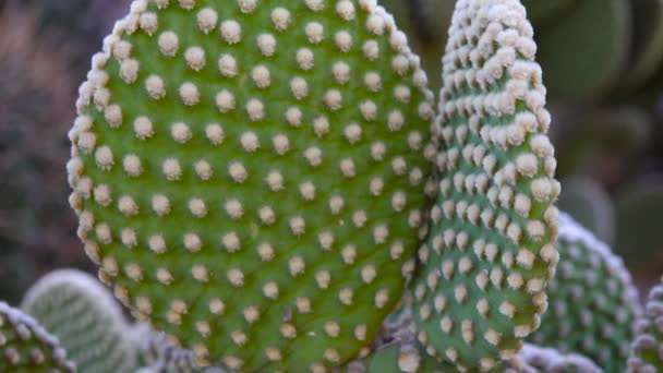 Prickly Pear Cactus Opuntia Blooms Sonoran Desert Arizona — Stock Video