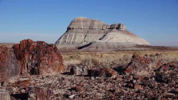 Stammarna Förstenade Träd Flerfärgade Kristaller Mineraler Petrified Forest National Park — Stockvideo