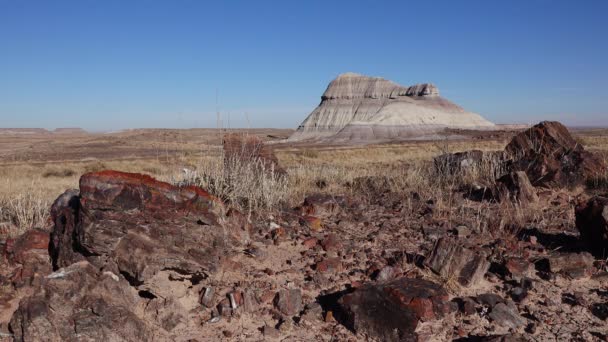 Troncos Árvores Petrificadas Cristais Multicoloridos Minerais Parque Nacional Florestal Petrificado — Vídeo de Stock