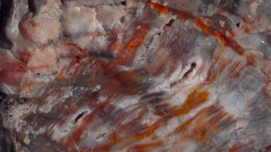 Taşlaşmış ağaç gövdeleri, çok renkli mineral kristalleri. Yakın plan. Taşlaşmış Orman Ulusal Parkı, Arizona
