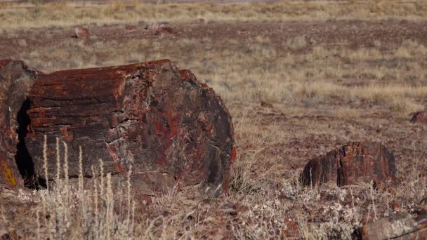나무의 색깔의 미네랄로 결정체 Petrified Forest National Park Arizona — 비디오