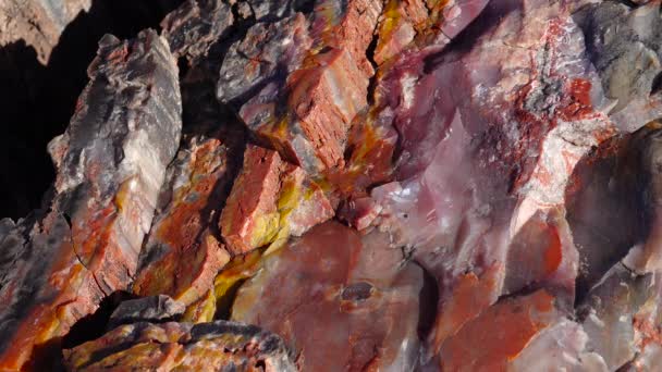 Stammarna Förstenade Träd Flerfärgade Kristaller Mineraler Närbild Petrified Forest National — Stockvideo