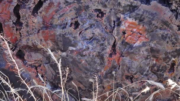 Κορμοί Των Απολιθωμένων Δέντρων Πολύχρωμοι Κρύσταλλοι Ορυκτών Κοντινό Πλάνο Εθνικό — Αρχείο Βίντεο