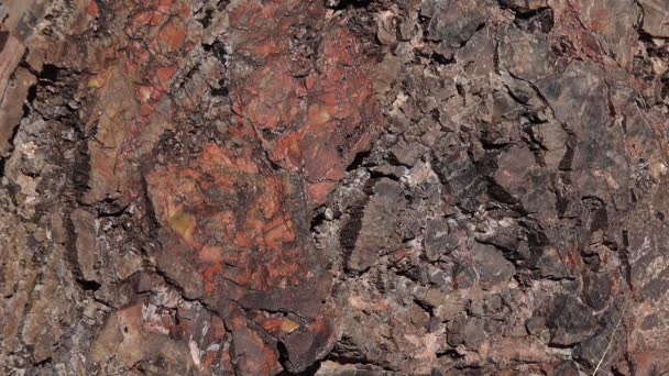 Batang Pohon Yang Membatu Kristal Mineral Berwarna Warni Close Petrified — Stok Video