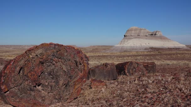 石化树的树干 五彩斑斓的矿物质结晶 亚利桑那州石化森林国家公园 — 图库视频影像