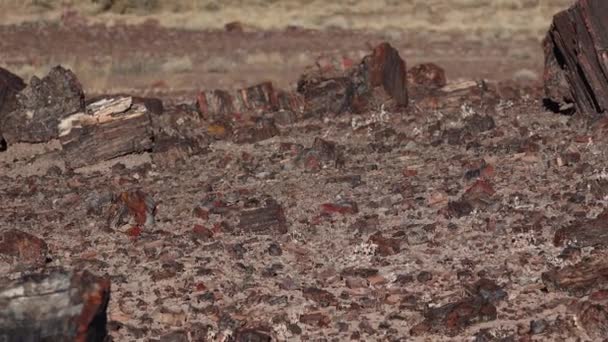 Stammarna Förstenade Träd Flerfärgade Kristaller Mineraler Petrified Forest National Park — Stockvideo