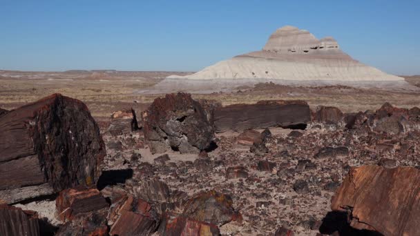 Trunks Petrified Trees Multi Colored Crystals Minerals Petrified Forest National — Stock Video