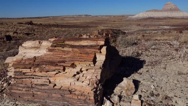 Die Stämme Versteinerter Bäume Bunte Kristalle Von Mineralien Petrified Forest — Stockvideo