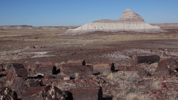 Trunks Petrified Trees Multi Colored Crystals Minerals Petrified Forest National — Stock Video