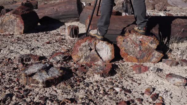 Troncos Árvores Petrificadas Cristais Multicoloridos Minerais Parque Nacional Florestal Petrificado — Vídeo de Stock