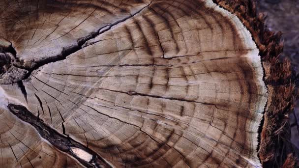 Brown Tree Trunk Slice New Mexico — Stock Video