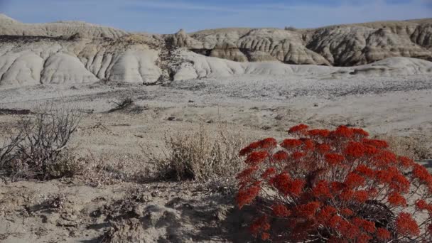 Tanaman Merah Latar Depan Formasi Batu Pasir Aneh Diciptakan Oleh — Stok Video
