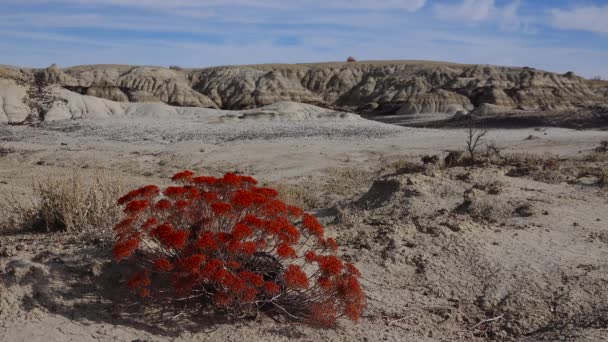 Planta Roja Primer Plano Extrañas Formaciones Arenisca Creadas Por Erosión — Vídeos de Stock