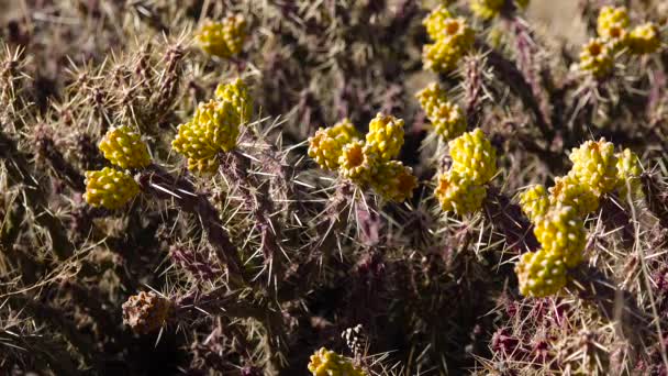 Cylindropuntia Versicolor Cilindro Espinhoso Com Frutos Amarelos Com Sementes Arizona — Vídeo de Stock