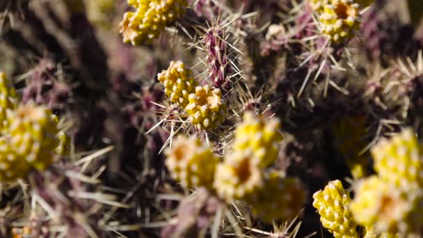 Cylindropuntia Versicolor Kłujący Cylindropuntia Żółtymi Owocami Nasionami Arizona Stany Zjednoczone — Wideo stockowe