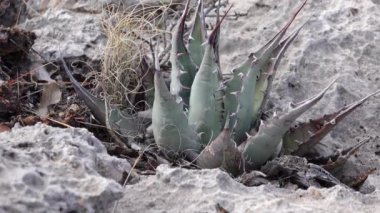 Parry 's agave (Agave parryi) Güney New Mexico' da