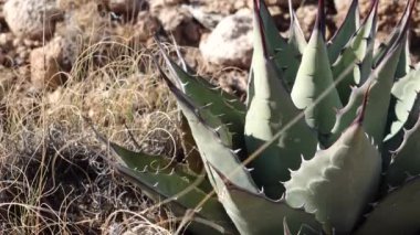 Parry 's agave (Agave parryi) Güney New Mexico' da