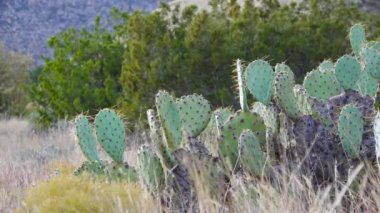 Batı ve Güneybatı Usa 'nın kaktüsleri. Chenille dikenli armut, kovboyun kırmızı bıyıkları (Opuntia aciculata). New Mexico