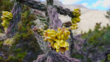 Batı ve Güneybatı Usa 'nın kaktüsleri. Ağaç kolla, baston kolla (sillindropuntia imbricata, veya opuntia imbricata), sarı meyve. New Mexico, Usa