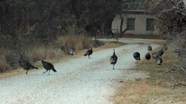 野生の七面鳥 Meleagris Gallopavo Galliformes は北米原産の高地鳥です 鳥は公園を自由に歩く ニューメキシコ州 アメリカ — ストック動画