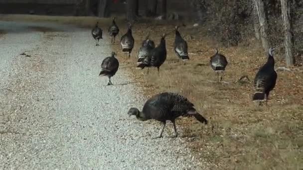 Kalkun Liar Meleagris Gallopavo Galliformes Adalah Seekor Burung Darat Dataran — Stok Video