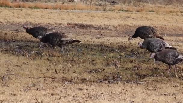 Den Vilda Kalkon Meleagris Gallopavo Galliformes Berggrund Fågel Infödda Nordamerika — Stockvideo