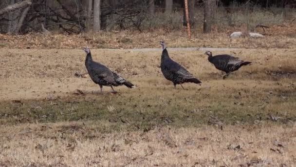 Wild Turkey Meleagris Gallopavo Galliformes Upland Ground Bird Native North — Stock Video