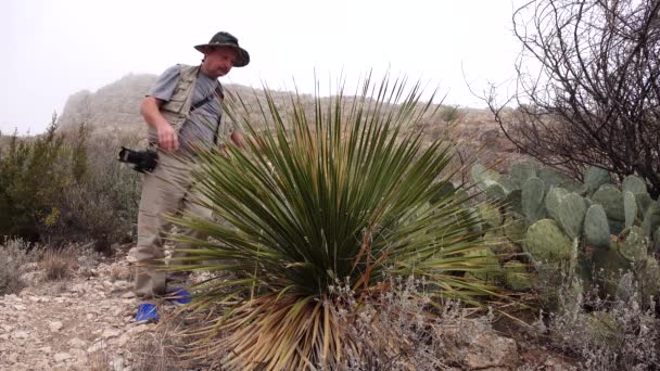 Kaktusy Západu Jihozápadu Usa Člověk Zkoumá Pouštní Rostliny Nature New — Stock video