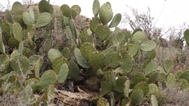 Cactussen Van West Zuidwest Usa Stekelige Peer Van Chenille Rode — Stockvideo