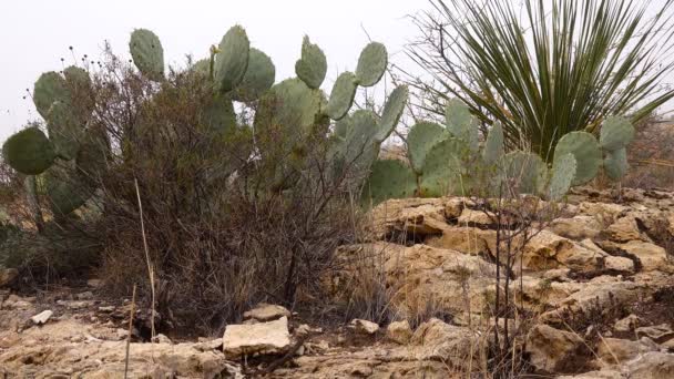 Cacti Oeste Sudoeste Dos Eua Pêra Espinhosa Chenille Bigodes Vermelhos — Vídeo de Stock