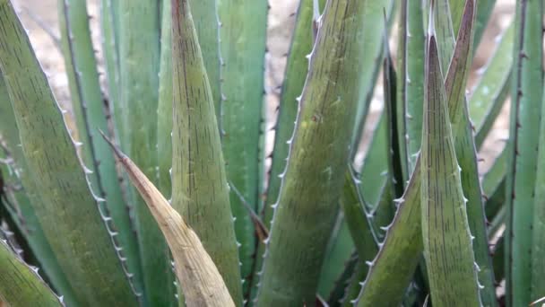 Sukkulente Aloe Pflanze Mit Saftigen Blättern Die Während Der Dürreperiode — Stockvideo