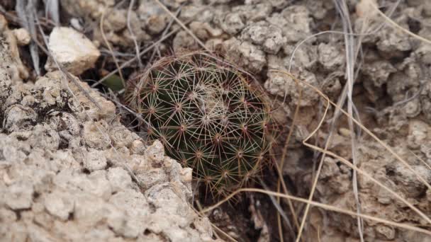 Cactussen Van West Zuidwest Usa Aardbei Egel Cactus Stro Gekleurde — Stockvideo